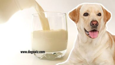Can Dogs Drink Whole Milk? Everything You Need To Know About Whole Milk For Dogs