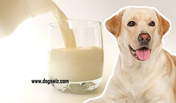 Can Dogs Drink Whole Milk? Everything You Need To Know About Whole Milk For Dogs