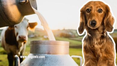 Can Dogs Drink Cow’s Milk? Yes They Can, But They Shouldn’t. Here’s Why!