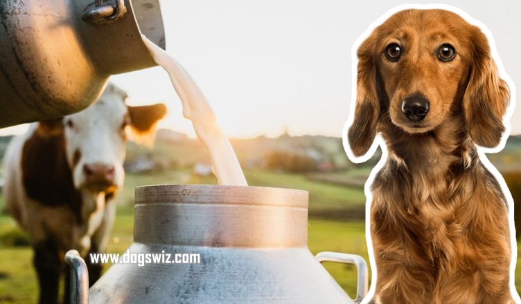 Can Dogs Drink Cow’s Milk? Yes They Can, But They Shouldn’t. Here’s Why!