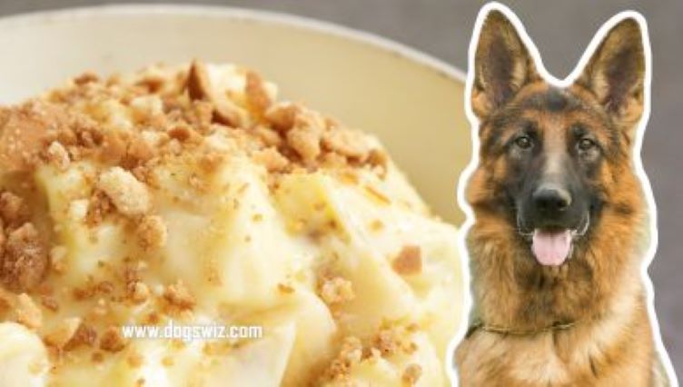Can Dogs Eat Banana Pudding? Yes And No. Here’s Why!