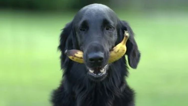 Can Dogs Eat Green Bananas? Yes, But Know The Risks!