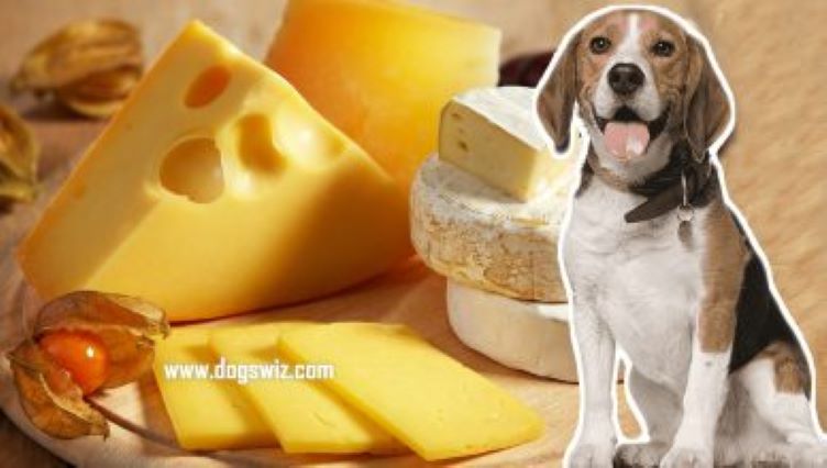 Can Dogs Eat Cheese? Everything You Need To Know About Cheese and Dogs
