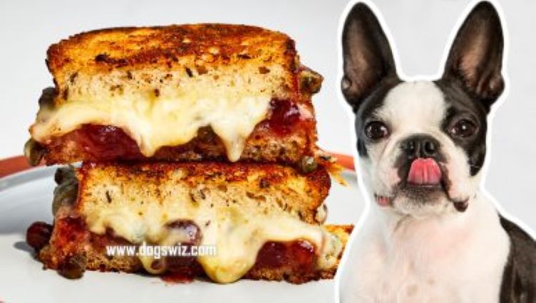 Can Dogs Eat Grilled Cheese? No. Here Are 4 Reasons Why!