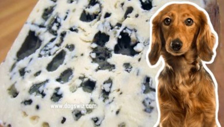 Can Dogs Eat Blue Cheese? Is Blue Cheese Poisonous To Canines?