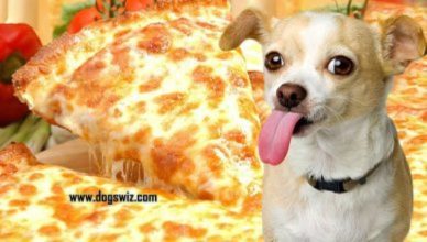 Can Dogs Eat Cheese Pizza? Is Pizza Safe Or Toxic To Dogs?