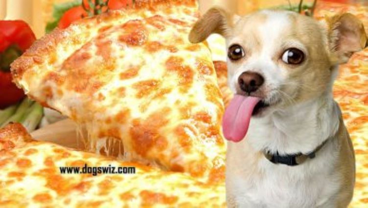 Can Dogs Eat Cheese Pizza? Is Pizza Safe Or Toxic To Dogs?