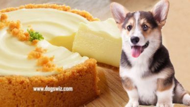Can Dogs Eat Cheesecake? 4 Ingredients That Make Cheesecake Toxic For Dogs