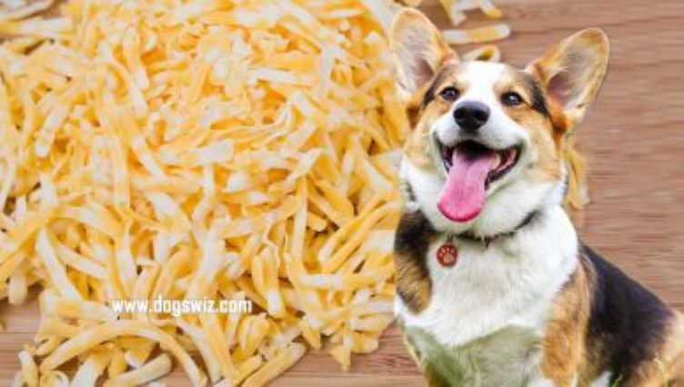 Can Dogs Eat Colby Jack Cheese? Bet You Didn’t Know These Amazing Health Benefits Of Colby Jack Cheese