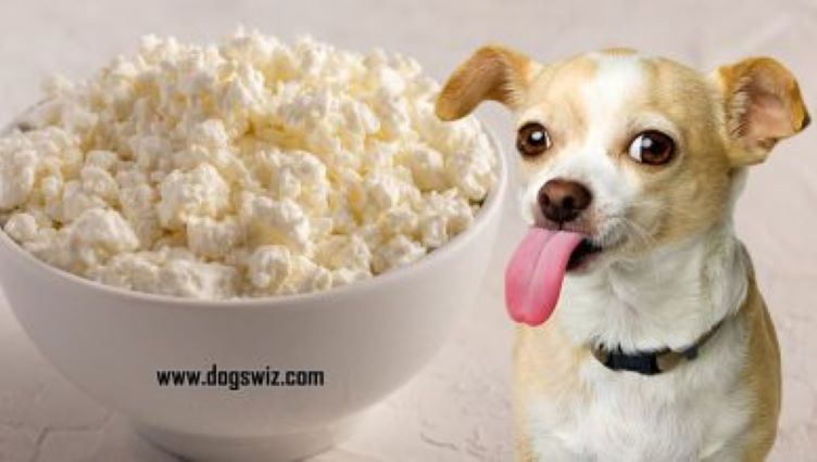 Can Dogs Eat Cottage Cheese? (6 Wonderful Health Benefits)