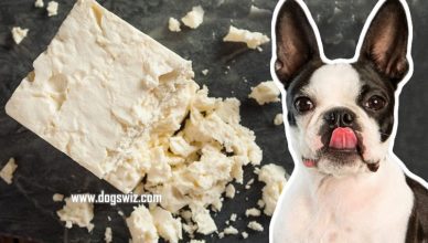 Can Dogs Eat Feta Cheese? Here’s What Makes Feta Cheese Harmful For Dogs