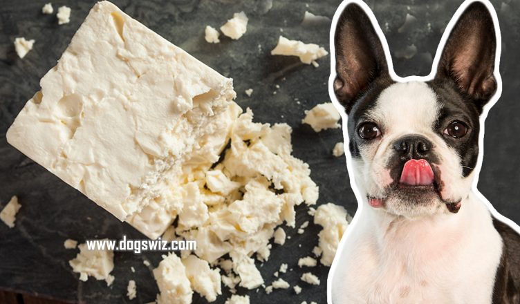 Can Dogs Eat Feta Cheese? Here’s What Makes Feta Cheese Harmful For Dogs