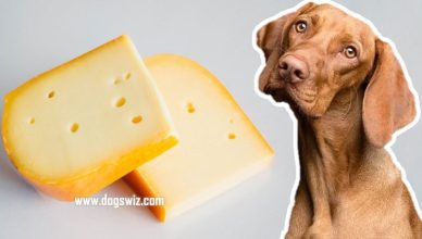 Can Dogs Eat Gouda Cheese? All Your Burning Questions About Gouda Cheese: Answered