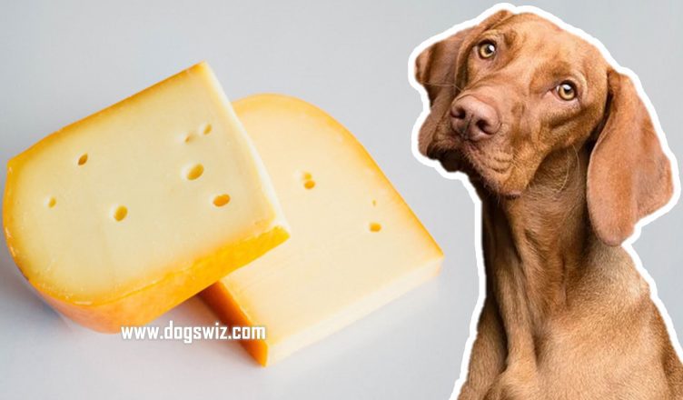 Can Dogs Eat Gouda Cheese? All Your Burning Questions About Gouda Cheese: Answered
