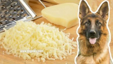 You Asked, We Answered: Can Dogs Eat Mozzarella Cheese?