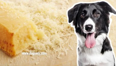 Can Dogs Eat Parmesan Cheese? Yes, But Know This First!