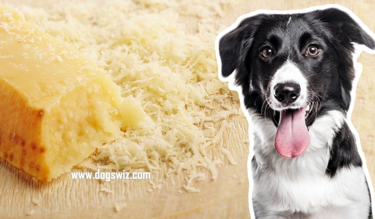 Can Dogs Eat Parmesan Cheese? Yes, But Know This First!