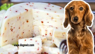 Can Dogs Eat Pepper Jack Cheese? 3 Important Questions About Pepper Jack Cheese Answered