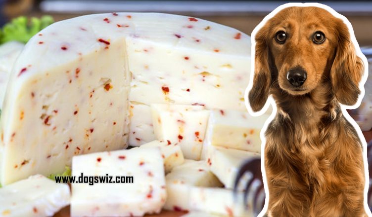 Can Dogs Eat Pepper Jack Cheese? 3 Important Questions About Pepper Jack Cheese Answered