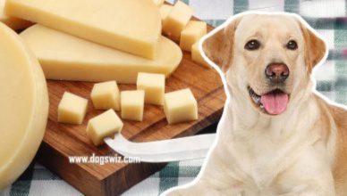 Can Dogs Eat Provolone Cheese? Does It Have A Place In Your Dog’s Diet?