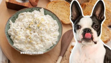 Can Dogs Eat Ricotta Cheese? Yes, But Not All The Time!