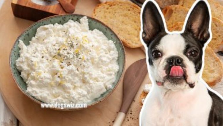 Can Dogs Eat Ricotta Cheese? Yes, But Not All The Time!