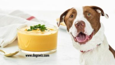 Can Dogs Eat Vegan Cheese? Yes, But Know The Limitations