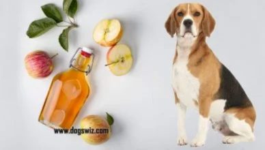 Can Dogs Have Apple Cider Vinegar? Yes, But Know This First