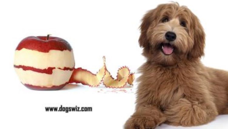 Can Dogs Eat Apple Peels? 3 Amazing Benefits Of Feeding Your Dog Apple Peels