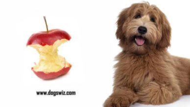 Can Dogs Eat Apple Cores? Shocking Truths About Apple Cores And Apple Seeds