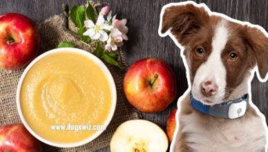 Can Dogs Eat Applesauce? (5 Amazing Benefits)