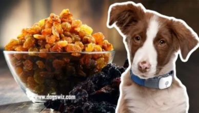 10 Reasons Why You Should Avoid Feeding Raisins To Dogs