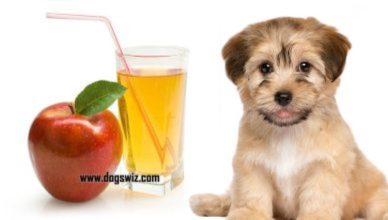 Can Dogs Drink Apple Juice? (Yes, But Know This First!)