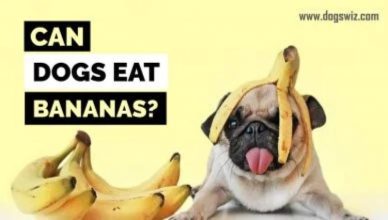 Can Dogs Eat Bananas? Yes! But Not Always. Here’s Everything You Need To Know