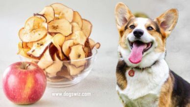 Can Dogs Eat Apple Chips? Yes, As Long As You Take These Measures
