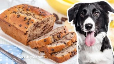 Can Dogs Eat Banana Bread? It’s Complicated. Know More About The Topic