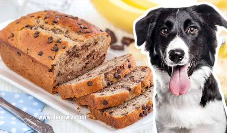 Can Dogs Eat Banana Bread? It’s Complicated. Know More About The Topic