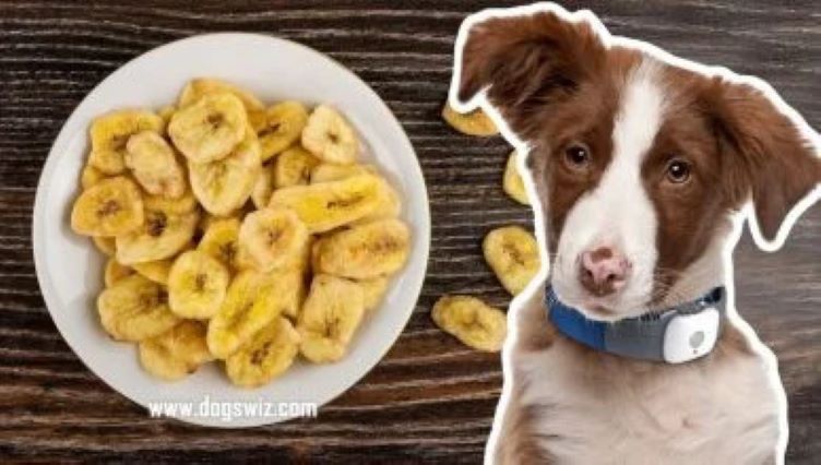 Can Dogs Eat Banana Chips? Absolutely! But Know The Risks Involved