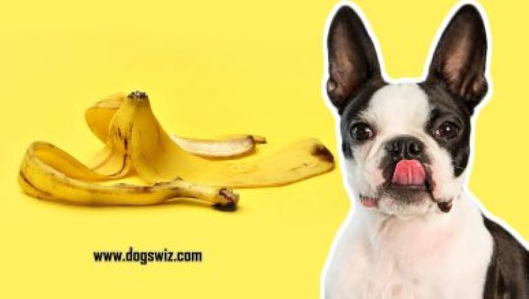 Can Dogs Eat Banana Peels? 4 Reasons Why Banana Peels Is Harmful to Dogs