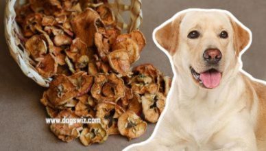 Can Dogs Eat Dried Apples? 4 Things To Consider Before Feeding Dried Apples To Dogs