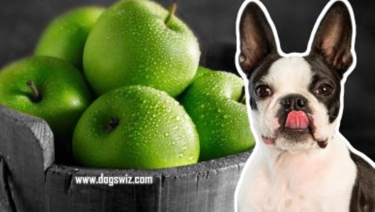 Can Dogs Eat Green Apples? (Everything You Need To Know About Green Apples)