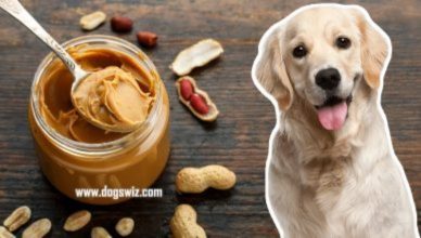 Can Dogs Have Peanut Butter? How Safe Is Peanut Butter For Dogs?