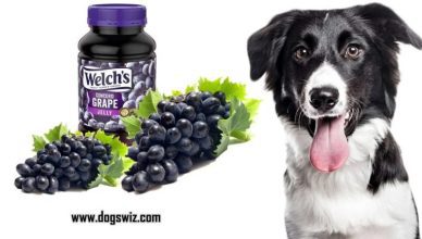 10 Reasons Why You Should NOT Feed Grape Jelly To Dogs