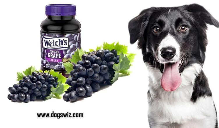10 Reasons Why You Should NOT Feed Grape Jelly To Dogs