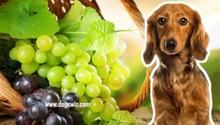 5 Reasons Why Grape Leaves Are Highly Toxic To Dogs