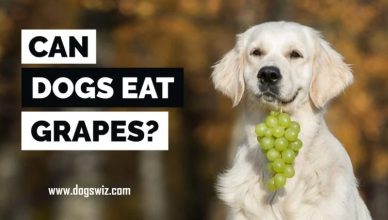 10 Reasons Why You Should Avoid Feeding Grapes To Dogs