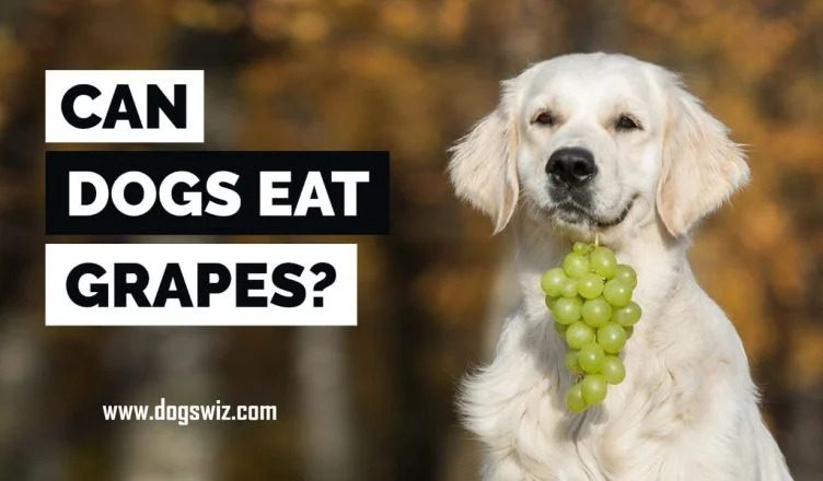 10 Reasons Why You Should Avoid Feeding Grapes To Dogs