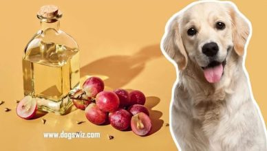 5 Benefits Of Feeding Grapeseed Oil To Dogs