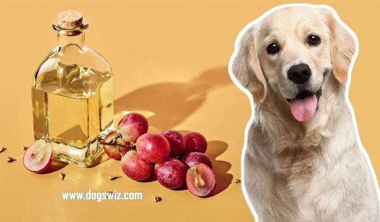5 Benefits Of Feeding Grapeseed Oil To Dogs