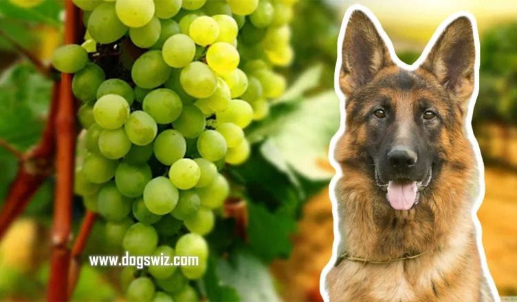 10 Reasons Why Seedless Grapes Are Toxic To Dogs